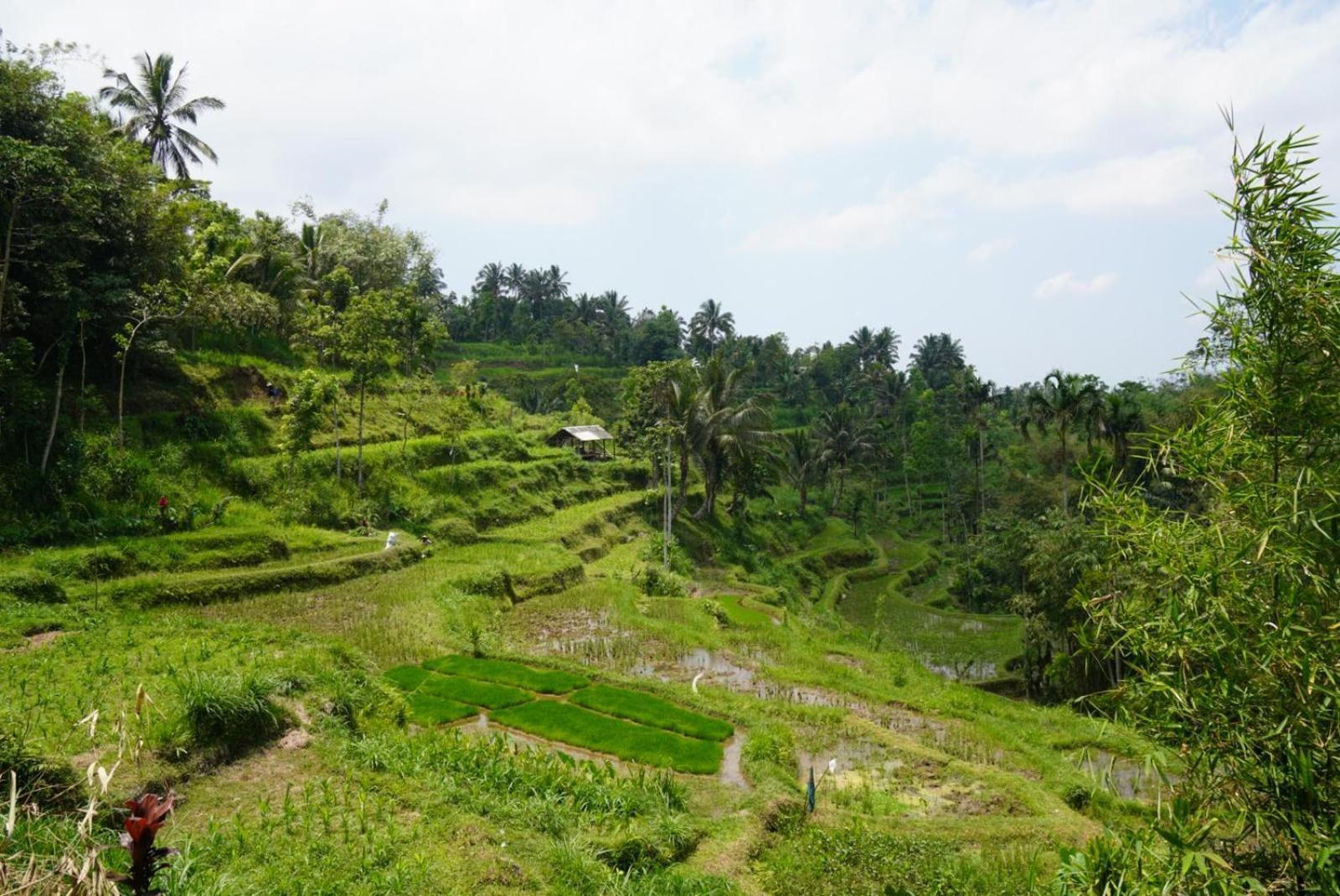 Tetebatu Indah Homestay Exteriör bild