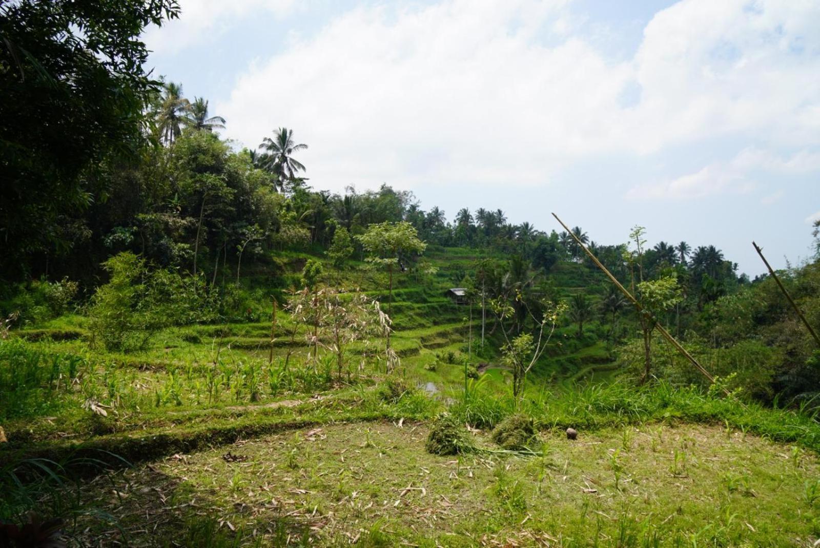 Tetebatu Indah Homestay Rum bild