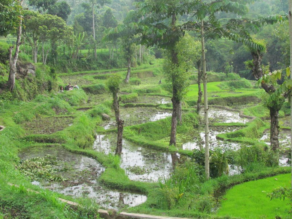 Tetebatu Indah Homestay Exteriör bild